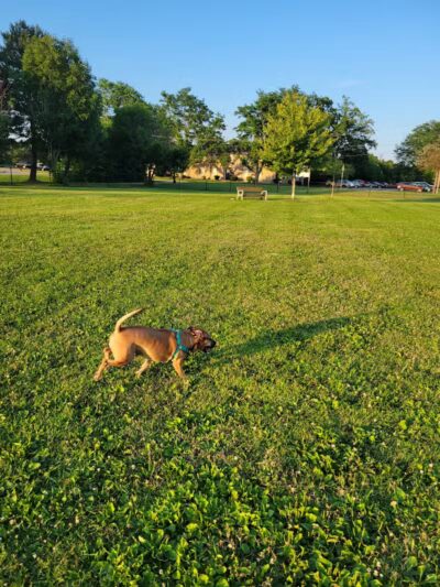 Countryside Veterinary Dog Park - Howell, MI