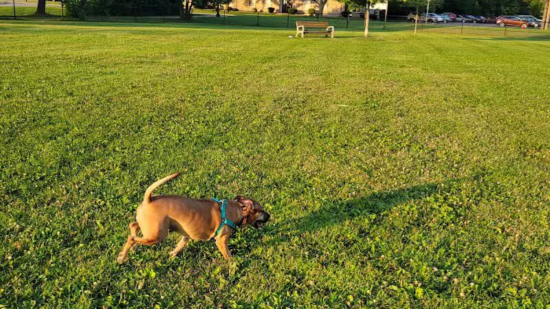 Countryside Veterinary Dog Park - Howell, MI