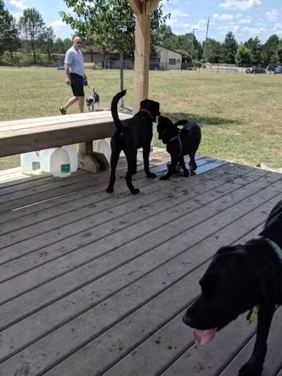 Countryside Veterinary Dog Park - Howell, MI