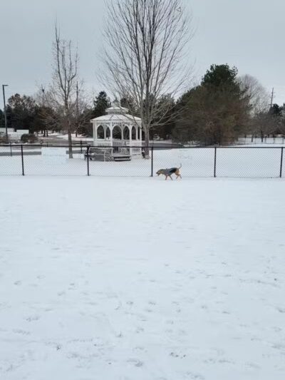 Countryside Veterinary Dog Park - Howell, MI