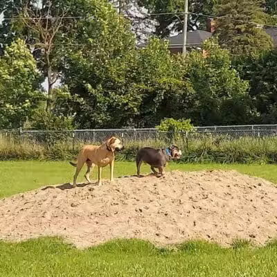EZDogPark - Howell, MI