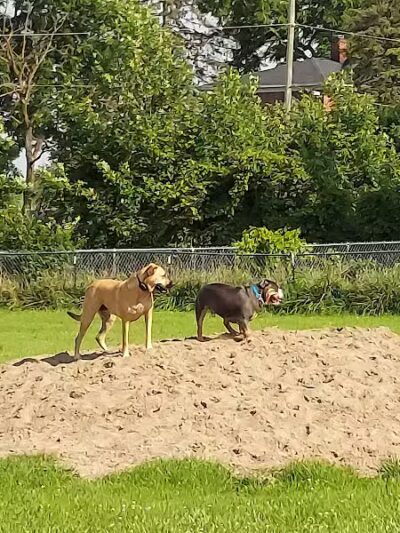 EZDogPark - Howell, MI