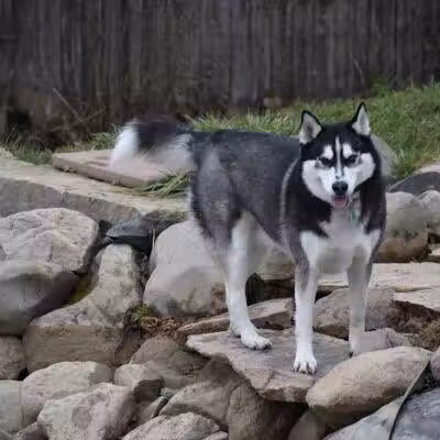 EZDogPark - Howell, MI