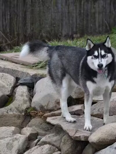 EZDogPark - Howell, MI