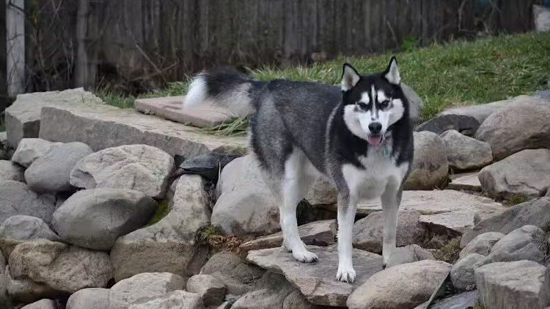 EZDogPark - Howell, MI