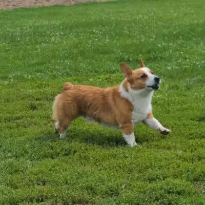 EZDogPark - Howell, MI