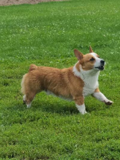 EZDogPark - Howell, MI