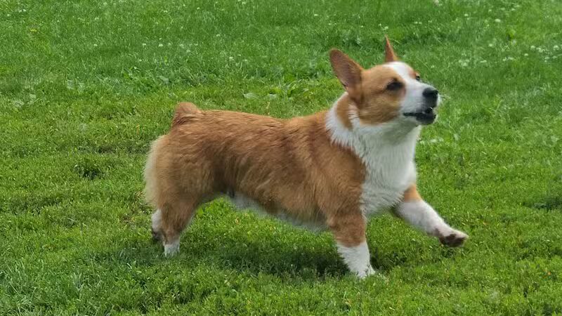 EZDogPark - Howell, MI