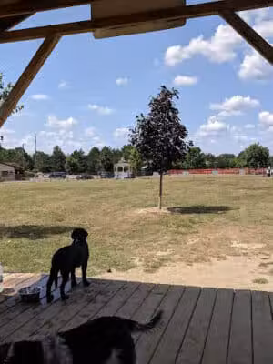 Countryside Veterinary Dog Park - Howell, MI