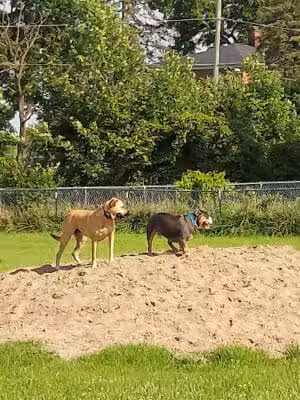 EZDogPark - Howell, MI