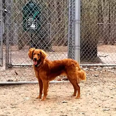 Bark Park Off Leash Dog Park - Howell Township,
