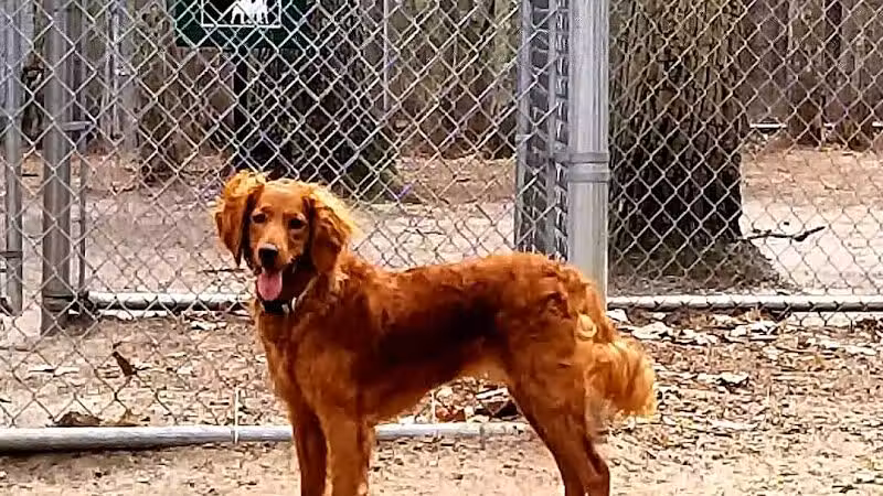 Bark Park Off Leash Dog Park - Howell Township,
