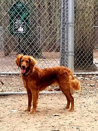 Bark Park Off Leash Dog Park - Howell Township,