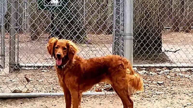 Bark Park Off Leash Dog Park - Howell Township,