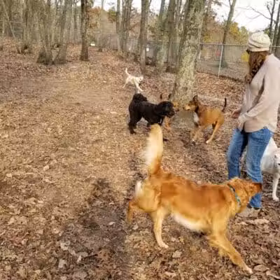 Bark Park Off Leash Dog Park - Howell Township,