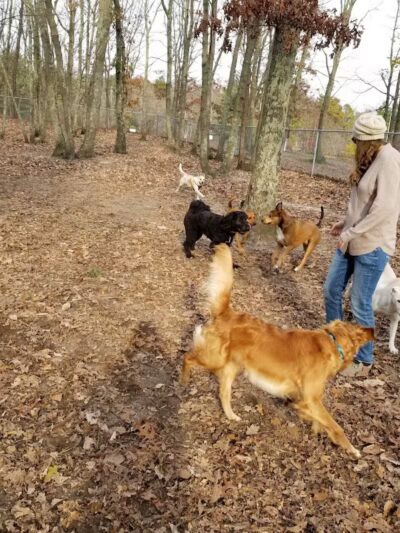 Bark Park Off Leash Dog Park - Howell Township,