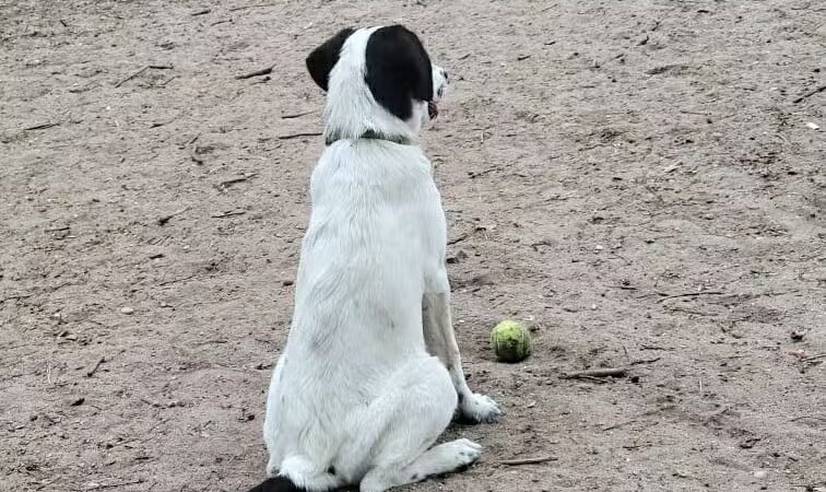 Bark Park Off Leash Dog Park - Howell Township,