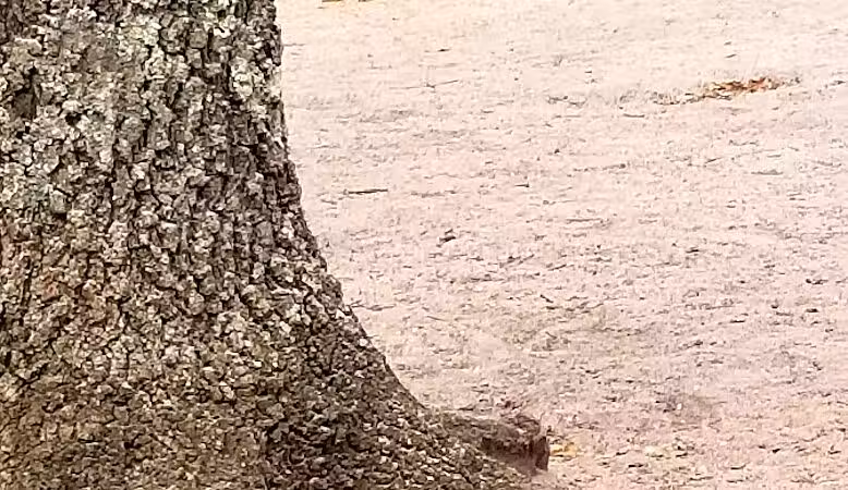 Bark Park Off Leash Dog Park - Howell Township,