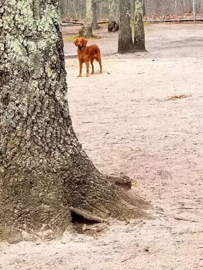 Bark Park Off Leash Dog Park - Howell Township,