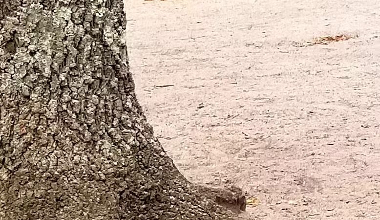 Bark Park Off Leash Dog Park - Howell Township,