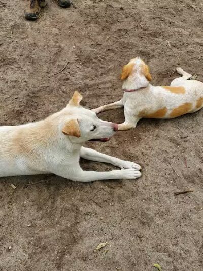 Bark Park Off Leash Dog Park - Howell Township,