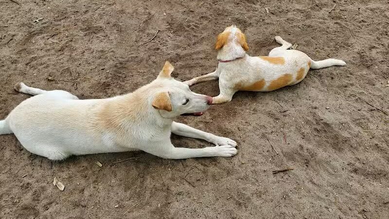 Bark Park Off Leash Dog Park - Howell Township,