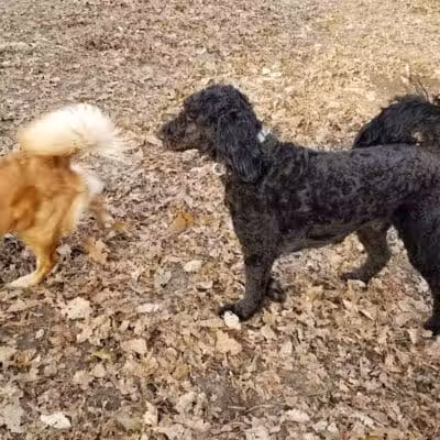 Bark Park Off Leash Dog Park - Howell Township,