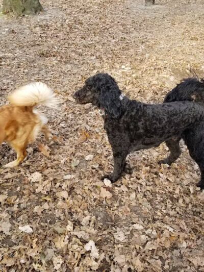 Bark Park Off Leash Dog Park - Howell Township,