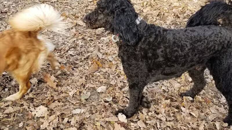 Bark Park Off Leash Dog Park - Howell Township,