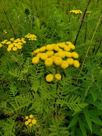 Hubbard Lake Lions Park - Hubbard Lake, MI