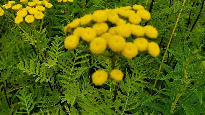 Hubbard Lake Lions Park - Hubbard Lake, MI