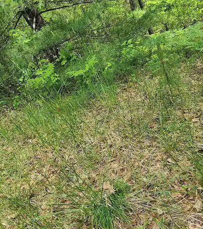 Hubbard Lake Nature Preserve - Hubbard Lake, MI