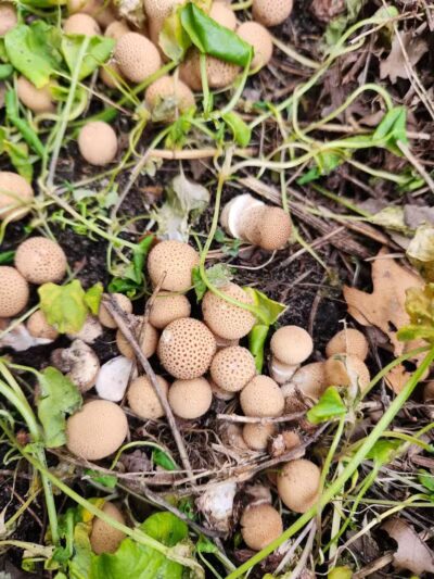 Hubbard Lake Nature Preserve - Hubbard Lake, MI