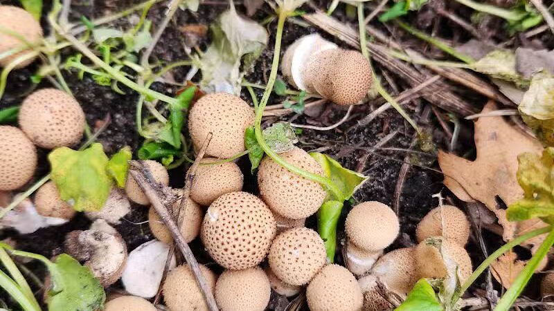 Hubbard Lake Nature Preserve - Hubbard Lake, MI