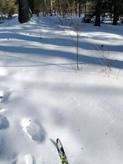 Hubbard Lake Nature Preserve - Hubbard Lake, MI