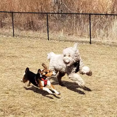 Hudson Dog Park - Hudson,