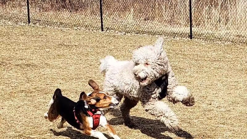 Hudson Dog Park - Hudson,