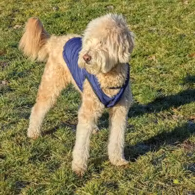 Hudson Dog Park - Hudson,