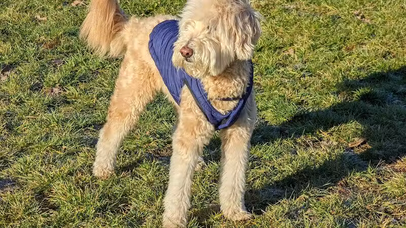 Hudson Dog Park - Hudson,