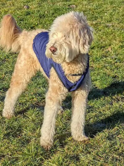 Hudson Dog Park - Hudson,