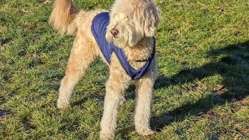 Hudson Dog Park - Hudson,