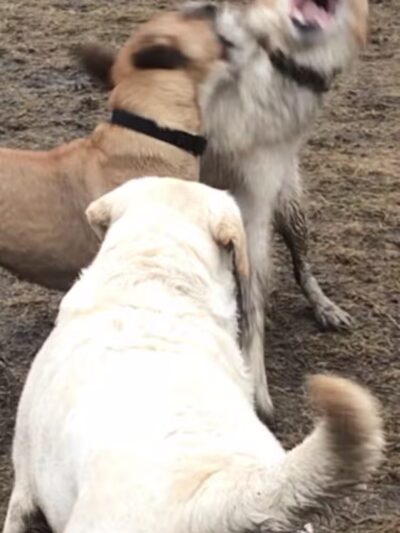 Hudson Dog Park - Hudson,