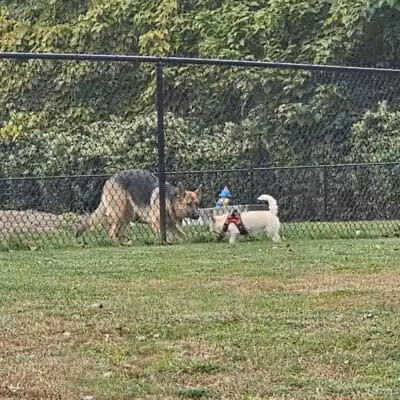 Hudson Dog Park - Hudson,