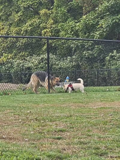 Hudson Dog Park - Hudson,