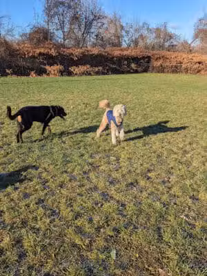 Hudson Dog Park - Hudson,