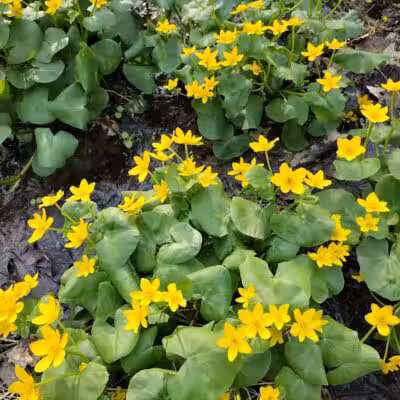 Hudsonville Nature Center - Hudsonville,