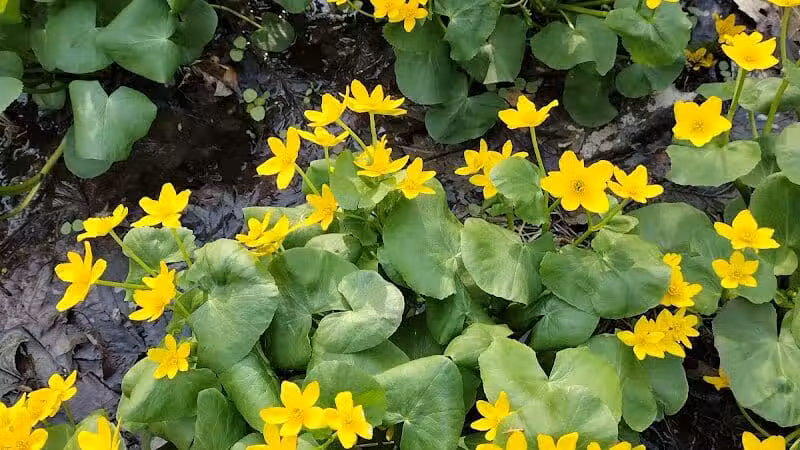Hudsonville Nature Center - Hudsonville,