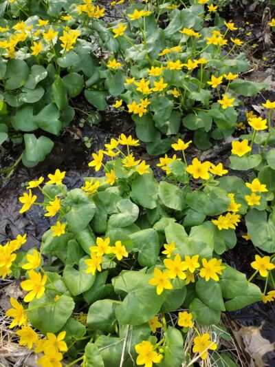 Hudsonville Nature Center - Hudsonville,