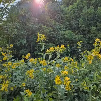 Hudsonville Nature Center - Hudsonville,