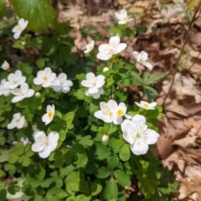 Hudsonville Nature Center - Hudsonville,